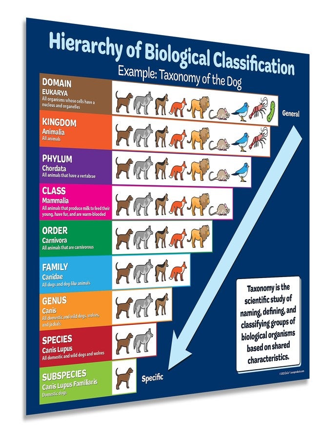 ZOCO – Taxonomy of the Dog Poster – Biological Classification Chart – Science Classroom Decor & Teacher Supplies – Laminated 17x22 – For Elementary, Middle & High School - Image 1